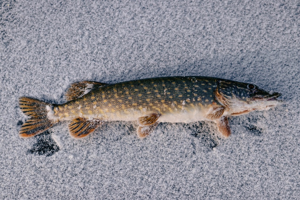 жерлицы для новичка 00016.JPG